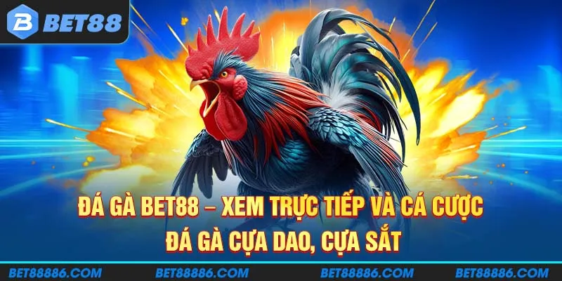 Đá Gà BET88 - Xem trực tiếp và cá cược đá gà cựa dao, cựa sắt