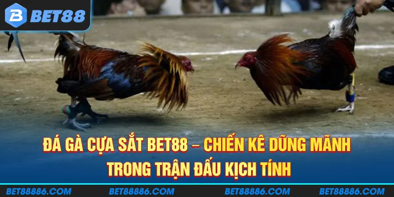Đá gà cựa sắt BET88 - Chiến kê dũng mãnh trong trận đấu kịch tính