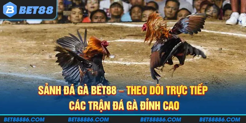 Sảnh Đá Gà BET88 - Theo dõi trực tiếp các trận đá gà đỉnh cao
